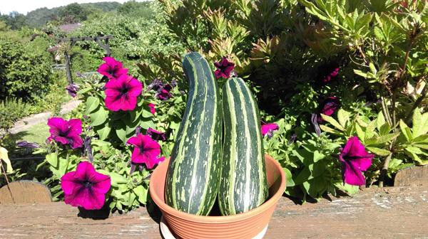 Rau nhà anh có dịp ăn không hết, anh thường mang biếu hàng xóm và bạn bè ở Đức. Họ vui khi nhận được rau anh trồng vì được ăn rau Việt để vơi đi nỗi nhớ nhà, khiến anh cũng cảm thấy hạnh phúc.