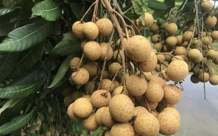 Nhãn lồng đặc sản Hưng Yên cũng đã "bay" sang Mỹ. (Ảnh: Pháp luật TP HCM)