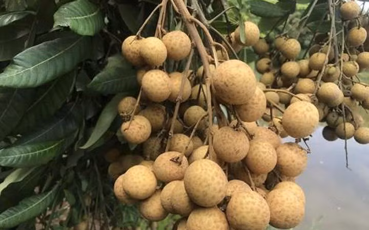 Nhãn lồng đặc sản Hưng Yên cũng đã "bay" sang Mỹ. (Ảnh: Pháp luật TP HCM)