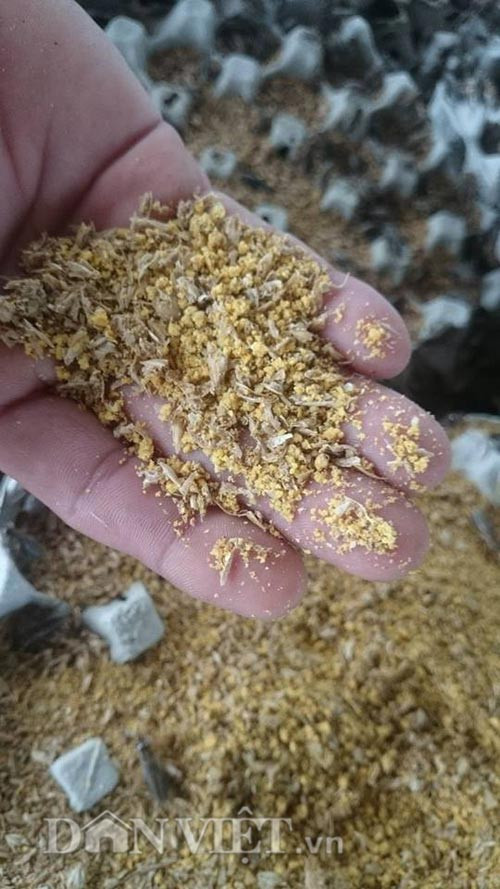 Doanh thu từ trại dế của ông Dũng mỗi năm hơn 1 tỷ đồng, tạo công ăn việc làm cho gần chục lao động.