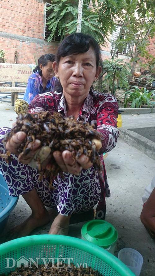 Trại dế của ông Dũng có 7 nhân công làm việc ổn định, thu nhập khoảng 4 - 6 triệu đồng/tháng tùy năng suất (bóc cánh dế và phân loại dế trứng - dế đực).