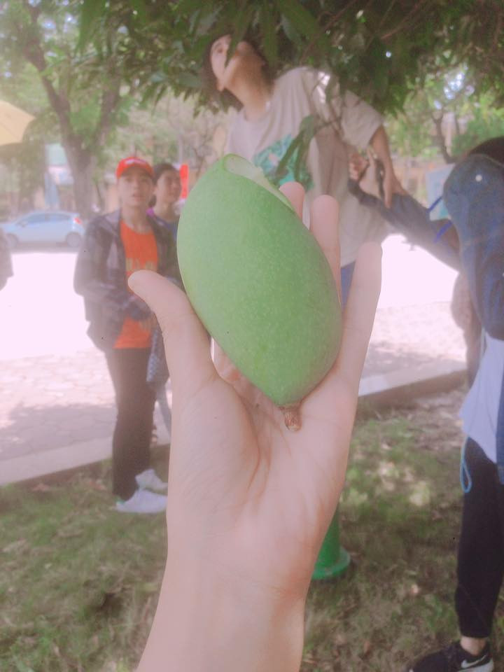 Chủ bức ảnh chụp lại tấm bảng chống "xoài tặc" chia sẻ hoàn cảnh ra đời của dòng chữ trên rằng: "Chiều hôm đó, lớp mình đi trang trí lớp để chụp ảnh kỉ yếu. Hội con gái vào phòng bảo vệ trộm cây chổi quét mạng nhện để chọc xoài. Thầy hiệu phó với hiệu trưởng đi qua trông thấy và sáng hôm sau có luôn bảng này"