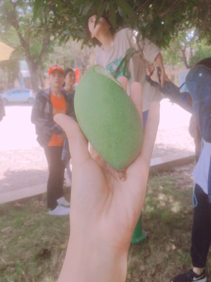 Chủ bức ảnh chụp lại tấm bảng chống "xoài tặc" chia sẻ hoàn cảnh ra đời của dòng chữ trên rằng: "Chiều hôm đó, lớp mình đi trang trí lớp để chụp ảnh kỉ yếu. Hội con gái vào phòng bảo vệ trộm cây chổi quét mạng nhện để chọc xoài. Thầy hiệu phó với hiệu trưởng đi qua trông thấy và sáng hôm sau có luôn bảng này"