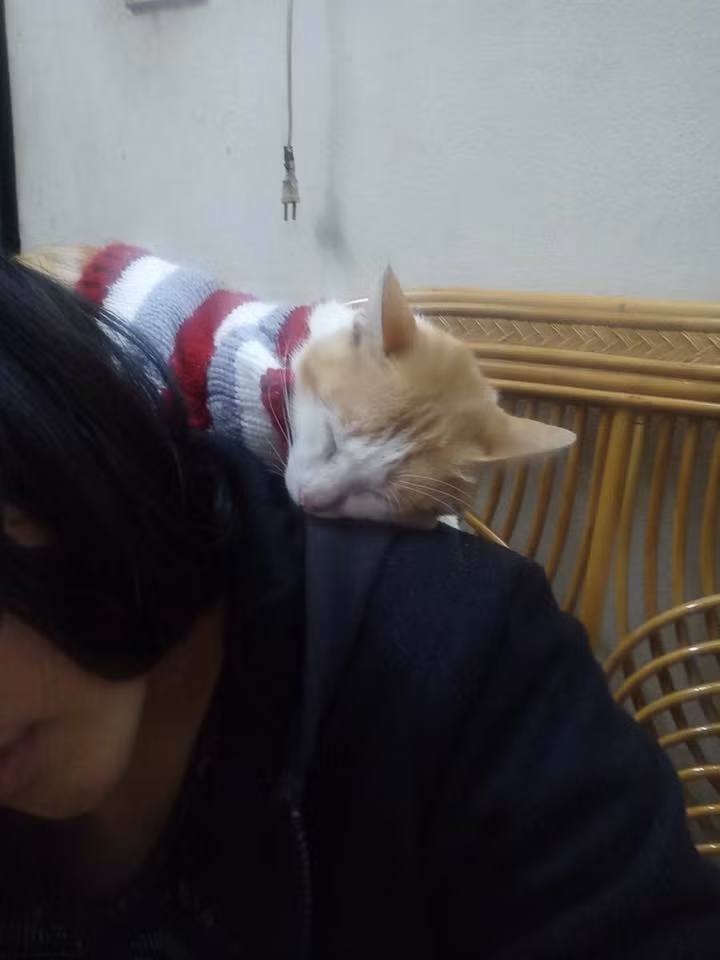 Tâm sự của Huỳnh Ni chỉ là một trong hàng ngàn những bức ảnh và dòng trạng thái chia sẻ sự ghen tỵ của những đứa con trong nhà khi có bố mẹ cưng chiều vật nuôi hơn con đẻ.