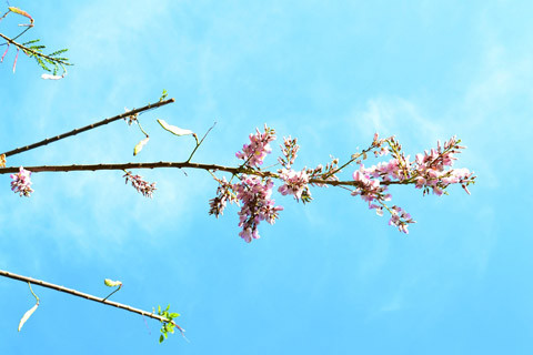 những tán hoa anh đào phơn phớt hồng tạo thành vòm phía trên đầu, cảnh tượng này sẽ dễ dàng bắt gặp khi đi trên con đường tình lộ 44, đoạn từ đèo Nước Ngọt đến Cầu Tum của Vũng Tàu.