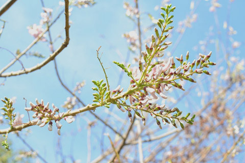 Hoa anh đào Vũng Tàu rất khác so với hoa đào Hà Nội, cũng không rực rỡ như hoa anh đào Đà Lạt, nhưng hoa anh đào ở phố biển lại mang một vẻ đẹp vừa hoang dại, vừa đằm thắm, giống con người phố biển.