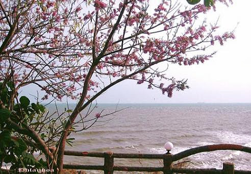 Không cần đi xa, bạn vẫn có thể cảm nhận được sự lãng mạn, yên bình bên những tán hoa anh đào, và có những giây phút mộng mơ đúng nghĩa.