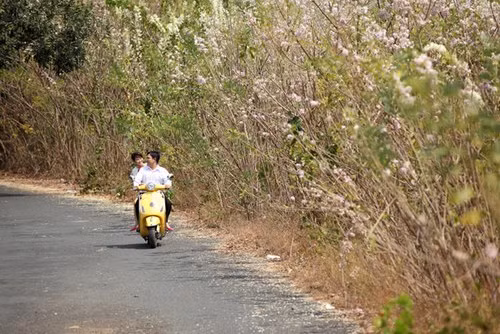 Những rặng hoa anh đào mọc ven đường dẫn đến bãi biển Vũng Tàu.