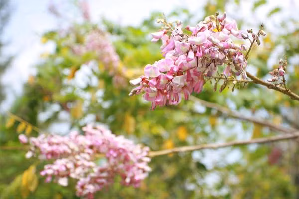 Hoa anh đào ở Vũng Tàu mặc dù không rực rỡ và cũng không mỏng manh như những cây được trồng ở Nhật Bản nhưng chúng lại có sức cuốn hút vô cùng lớn để níu bước những du khách tới đây.