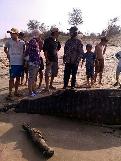 Cá voi khổng lồ 4 tấn trôi vào Mũi Né - Hình 2 Ca voi khong lo 4 tan troi vao Mui Ne-Hinh-2