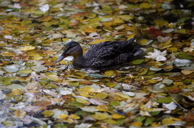 Vịt bơi trên hồ phủ đầy lá mùa thu trong khu vườn Neskuchny ở Moscow, Nga.
