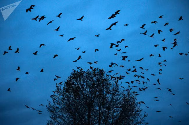 Chim bay trên bầu trời lúc chiều tối tại vùng Kemerovo, Siberia, Nga.