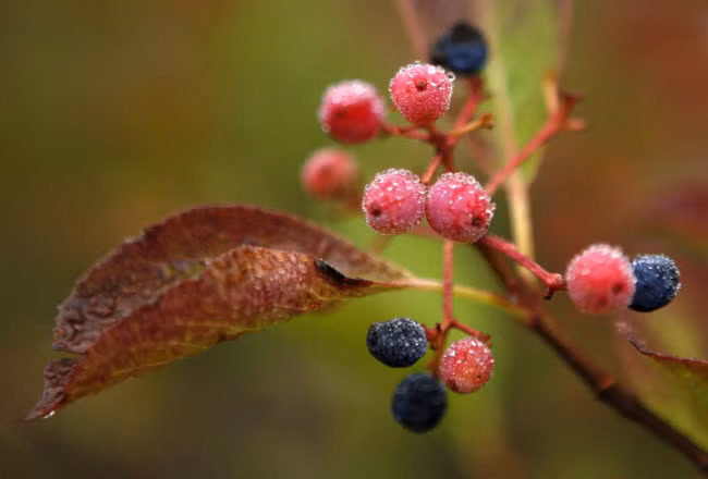 Những giọt sương sớm mùa thu bao phủ trên quả mọng và lá ở Bartlett, bang New Hampshire, Mỹ.