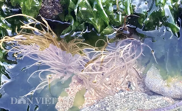 "Tuy nhiên, nếu đi cắt, hái cả ngày thì thu nhập cũng lên đến 500-700.000 đồng/người/ngày" bà Nguyễn Thị Lành (52 tuổi), thôn Tây, xã An Hải bày tỏ.