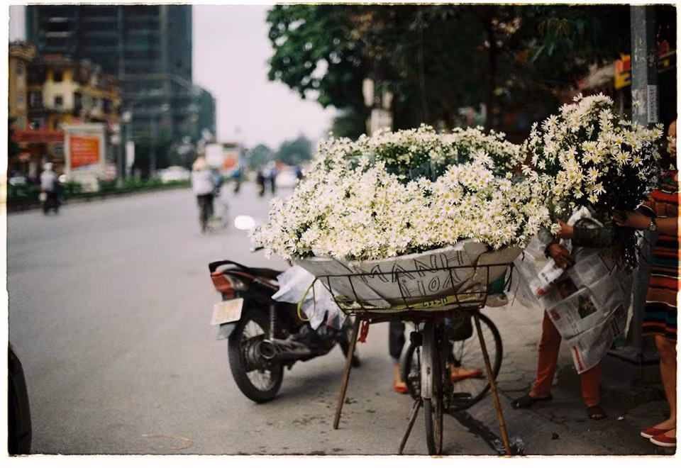 Từng xe hoa cúc họa mi được những người bán hoa trở vào thành phố để bán trong những ngày đầu đông.
