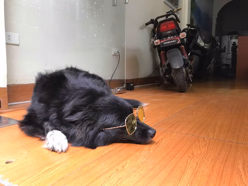 Theo chia sẻ của bạn Đỗ Bá Mạnh (chủ shop bán kính thời trang online) cho biết: "Chang là chú chó dòng Collie mini và đã được 3 tuổi. Bình thường Chang rất cuốn người nhưng khi mình nghĩ tới việc dùng "cô bạn" này làm người mẫu thì đã nhận được sự hợp tác tuyệt vời".