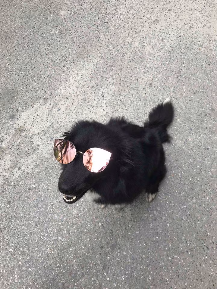 Việc thuê người mẫu để quảng cáo những sản phẩm mình đang kinh doanh là chuyện khá bình thường với các chủ cửa hàng bán hàng online. Tuy nhiên, thời gian này nhiều bạn trẻ đã tận dụng ngay chú thú cưng của mình như chó, mèo để làm người mẫu bán hàng.