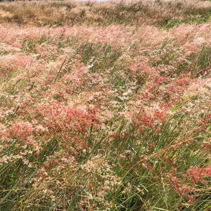 Để đến được địa điểm sống ảo chẳng kém cạnh thiên đường Jeju (Hàn Quốc), các bạn trẻ có thể đi bộ từ cảng Bình Ba theo hướng bên phải của con đường vòng quanh đảo, lên đỉnh dốc là cả khung cảnh hồng phớt hiện ra trước mắt. Ảnh: ye_ni1303