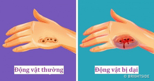 Nếu chẳng may bị chó cắn, hãy rửa vết thương ngay với nước ấm và xà phòng. Dù cho con vật đó có khả năng bị dại hay không thì bạn vẫn nên đi tiêm phòng cẩn thận. Nếu bị động vật dại cắn, vết thương sẽ chảy máu rất lâu rồi chuyển sang sưng và tấy đỏ. Sau đó, bạn sẽ thấy cực kỳ ngứa đến phát sốt và trở nên cáu kỉnh. Bệnh dại sẽ dẫn đến tử vong trong vòng 4–7 ngày. Đó là lý do tại sao việc đến bệnh việc và tiêm vắc xin phòng ngừa là rất quan trọng. Nên đi tiêm trong vòng 1–3 ngày sau khi bị cắn.