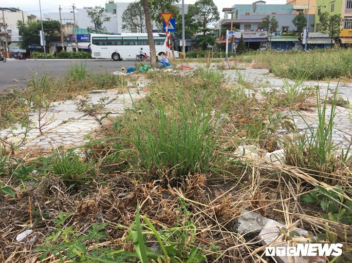 Cỏ dại mọc um tùm trên đất dự án của Công ty CP Quốc Cường Gia Lai.