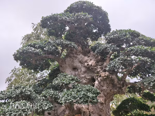 "Tác phẩm duối "Lão mai đại thọ" của anh Hòa tuy đẹp, cổ thụ, các tay tán đều nhưng bệ cây bé, nếu như trong thời gian tới, chủ vườn khắc phục được nhược điểm này thì cây duối trên mới hoàn thiện", ông Minh Phương, một chủ nhà vườn cây cảnh ở Hà Nội chia sẻ.