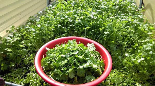 Ông bố Việt trồng đủ các loại rau từ rau cải, mồng tơi, bầu bí... đến các loại rau gia vị trong khi vườn trồng rau sạch của mình.