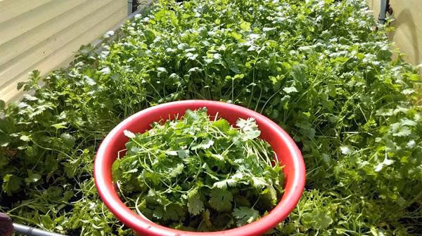 Ông bố Việt trồng đủ các loại rau từ rau cải, mồng tơi, bầu bí... đến các loại rau gia vị trong khi vườn trồng rau sạch của mình.