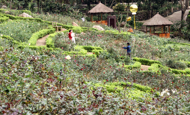 Chính vì vậy mà nơi đây đang trở thành điểm đến lý tưởng cho người yêu hoa từ khắp nơi du xuân và lưu lại hình ảnh lung linh trong những ngày đầu năm mới.