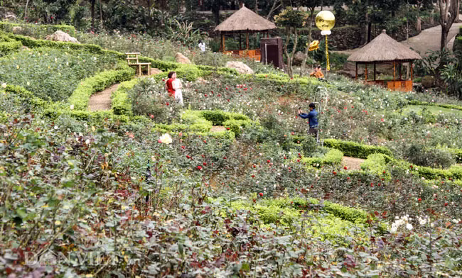 Chính vì vậy mà nơi đây đang trở thành điểm đến lý tưởng cho người yêu hoa từ khắp nơi du xuân và lưu lại hình ảnh lung linh trong những ngày đầu năm mới.