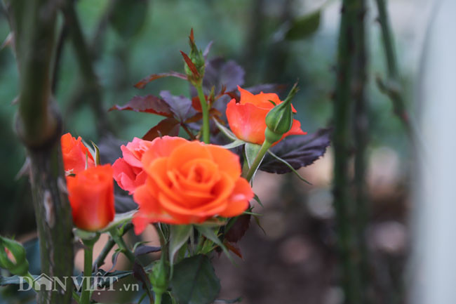 Nhiều loại hồng khoe sắc trong những ngày xuân ấm áp.