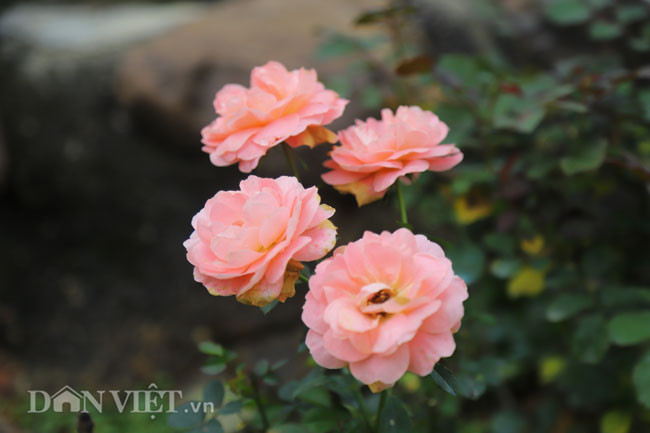 Hơn 600 gốc hồng với hàng trăm màu sắc khác nhau toả hương thơm mát.