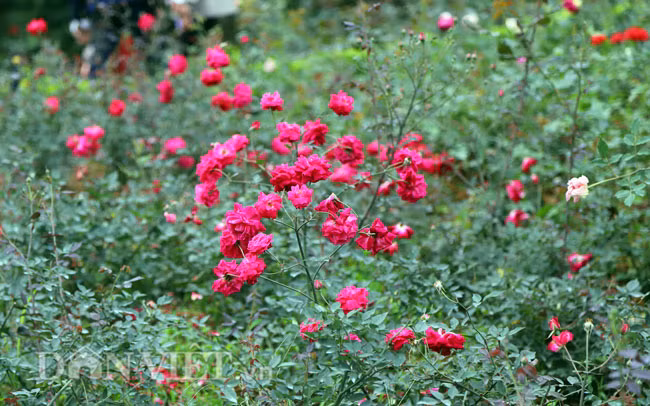 Do vườn hồng nằm trong một thung lũng rộng lớn nên khi mới bước chân vào đây du khách sẽ cảm nhận được không khí thoáng đãng và mùi hương nhẹ nhàng của hàng nghìn bông hồng tỏa hương.