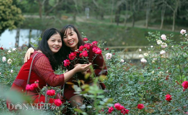 Mặc dù vườn hồng đã mở cửa từ Tết Nguyên đán, nhưng đến đúng ngày Valentine, Ban tổ chức mới chính thức khai mạc Lễ hội du lịch hoa hồng - Tết truyền thống, mở cửa tự do cho người dân và du khách vào thưởng lãm.