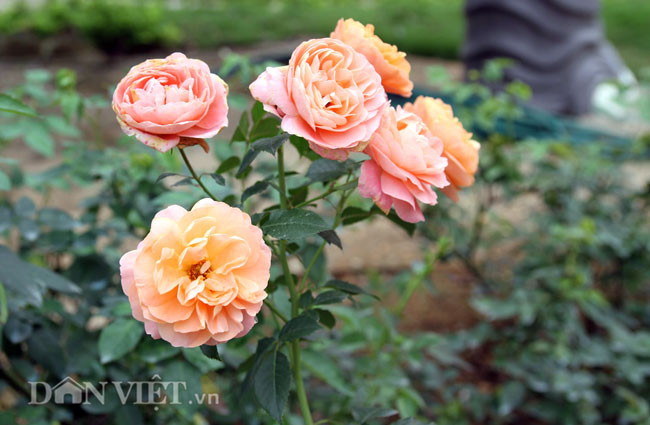 Vườn hồng hiện có khoảng 100 giống hoa hồng khác nhau, cả giống hoa trong nước và nước ngoài, với số lượng lên tới 600.000 gốc hồng. Mỗi đợt nở hoa, cả vườn có chừng 3 triệu bông hồng.