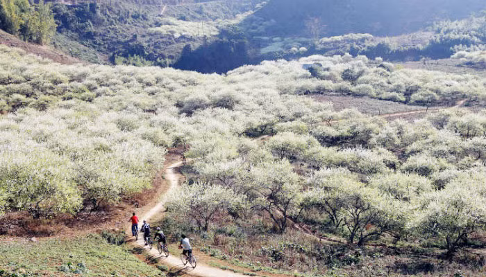Hoa mơ ở Mộc Châu vội đến vội đi, chỉ kéo dài chừng 2 - 3 tuần và thường nở rộ vào dịp Tết Nguyên Đán. Đây cũng là thời điểm mà nhiều bạn trẻ cũng như tay máy về với dẻo cao này để săn những khoảnh khắc cực đẹp.