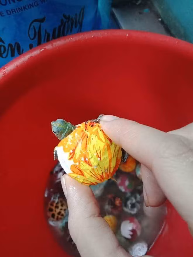 Đồng thời, những thông tin về loài rùa tai đỏ với tập tính hung dữ, nguy hiểm cũng đã được cư dân mạng thu thập và chia sẻ cho nhau. Theo đó, rùa tai đỏ có bản chất hung dữ, ăn tạp, khi thả xuống môi trường nước như sông, hồ sẽ ăn hết thức ăn của loài thủy sinh khác.