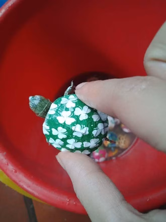 Ngoài ra, rùa tai đỏ lại sinh sản rất nhanh, khi số lượng đông đảo sẽ gây nguy hại cho các loài rùa, loài cá khác trong ao hồ.