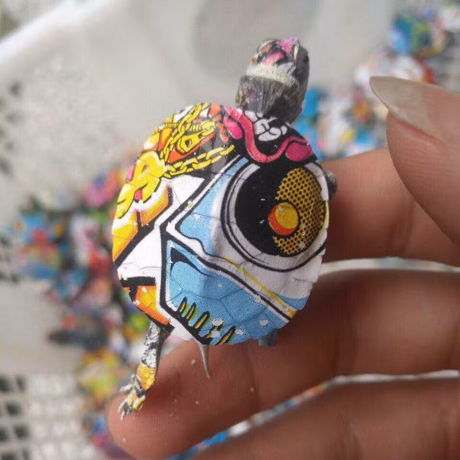 Liên quan đến rùa mini đang gây tranh cãi trên mạng xã hội, "Nhà Rùa học" Phó Giáo sư - Tiến sĩ Hà Đình Đức khẳng định đây chính là rùa tai đỏ. Loài rùa này nằm trong danh sách các loài rùa xâm hại của Việt Nam, bị cấm buôn bán và thả ra môi trường.