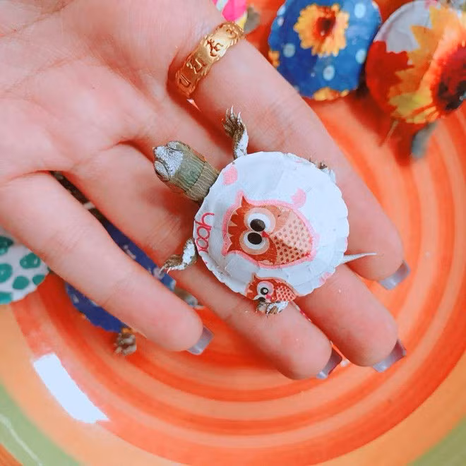 Trong những topic bán hàng trên MXH, từ tập tính, cách nuôi, cách chăm sóc đến giá thành đều được người bán quảng cáo kỹ lưỡng. Theo đó, rùa mini sống trên cạn, không thả vào nước; rất dễ nuôi, dễ cho ăn, thậm chí không ăn một tháng cũng không chết; có thể bắt ruồi, muỗi; giá cả thì chỉ 40.000 -60.000 đồng cho 1 bé rùa xinh xắn