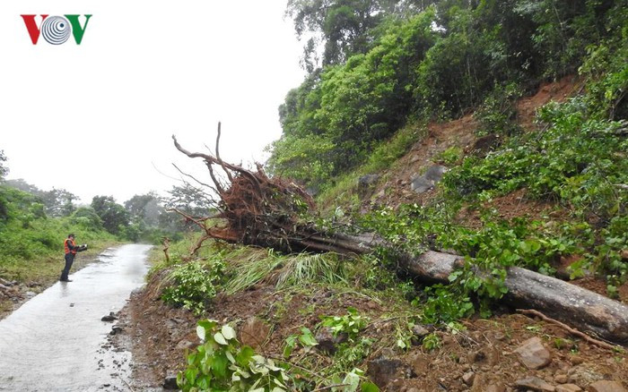Cây đổ chắn ngang đường.