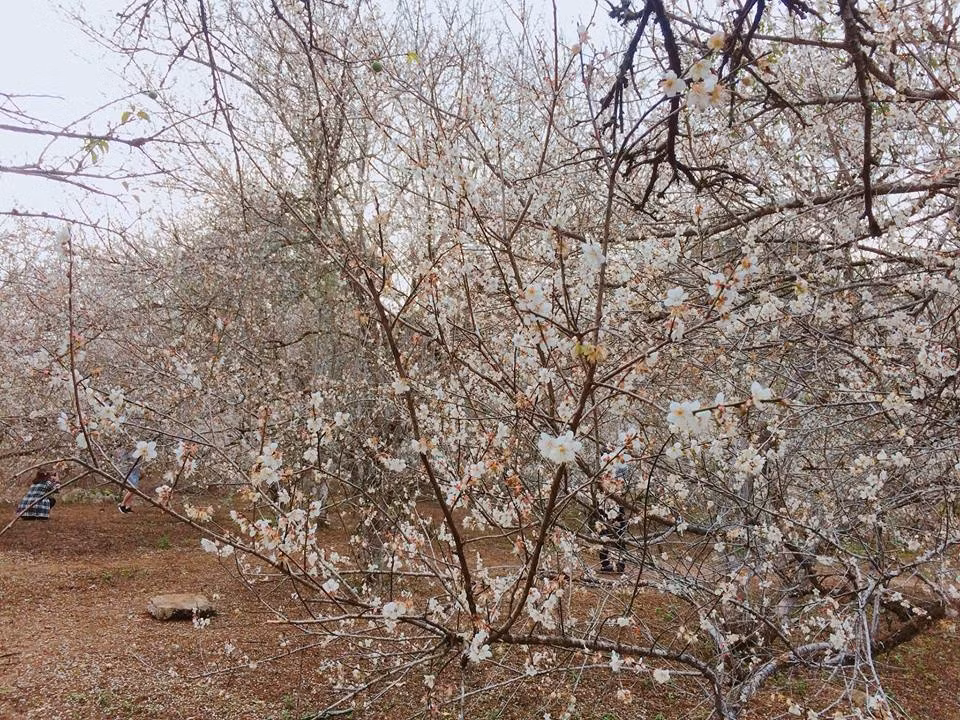 Mộc Châu là địa điểm du lịch được nhiều người nhắc đến với mùa nào thức đó. Cận Tết Nguyên Đán, cả cao nguyên này sẽ đắm mình trong màu trắng tinh tuyền của những vườn mơ bung hoa. Ảnh trong bài: Facebook Check in Vietnam/ Du lịch Mộc Châu.