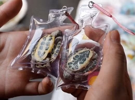 Rất nhiều cư dân mạng khi đọc được thông tin này đã tỏ ra vô cùng bức xúc và phản đối những mặt hàng này. Mọi người đều cho rằng đây là những hành động quá tàn nhẫn đối với động vật.