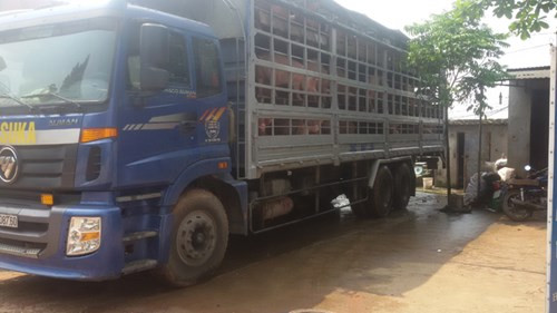 Trung Quoc dung nhap khau lon: Xuat hien nguoi mua lon chet