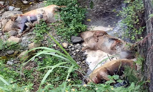 Trung Quoc dung nhap khau lon: Xuat hien nguoi mua lon chet-Hinh-2