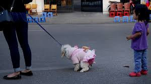 Nickname Tùng Linh chia sẻ: "Đáng sợ nhất là việc bị cắn nhưng bên cạnh đó, việc những chú chó tè bậy, ị bậy trên phố đi bộ cũng cần phải nói đến. Chính tôi là người đã bị "dính mìn" khi đang lang thang trên phố đi bộ đây".