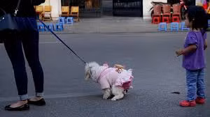 Nickname Tùng Linh chia sẻ: "Đáng sợ nhất là việc bị cắn nhưng bên cạnh đó, việc những chú chó tè bậy, ị bậy trên phố đi bộ cũng cần phải nói đến. Chính tôi là người đã bị "dính mìn" khi đang lang thang trên phố đi bộ đây".