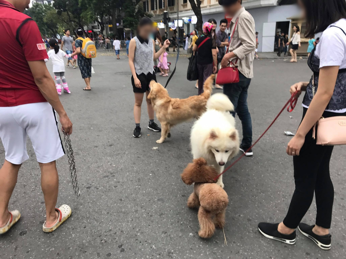 Bên cạnh những ý kiến đồng tình với lệnh cấm chó không rọ mõm vào phố đi bộ thì còn nhiều ý kiến cho rằng nó không hợp lý vì cho đã được tiêm phòng cẩn thận, ngoan và có xích đàng hoàng.