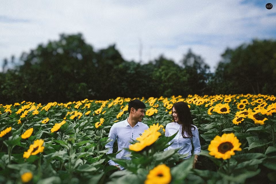 Lễ hội Hoa hướng dương diễn ra vào đầu năm 2018, đây là thời điểm mà những bông hoa khổng lồ này nổ rổ tạo thành khung cảnh vô cùng đẹp mắt. Ảnh: Mạnh Bin