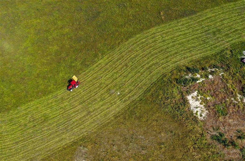 Cỏ ở đây được cắt xén thường xuyên phục vụ ngành chăn nuôi tại đây.