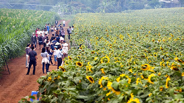 Hinh anh kho coi tai ngay hoi hoa huong duong Nghe An